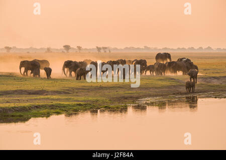 Herd of Elephants at the Chobe river in evening light Stock Photo