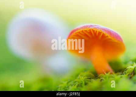 vermilion waxcap in sand-hill screw-moss Stock Photo