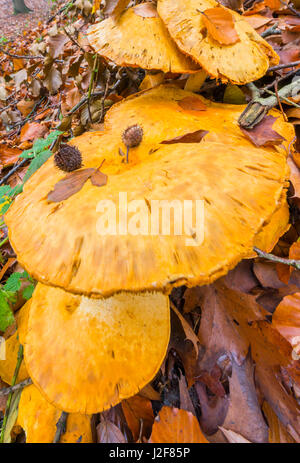 Golden Bootleg mushrooms in an autumn forest Stock Photo