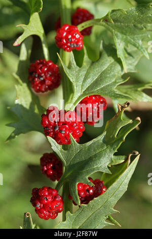 side view of stalk with fruits of Strawberry Blite (Chenopodium foliosum) Stock Photo