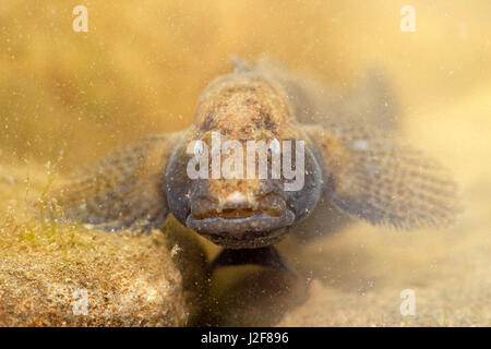 Tubenose goby looking straight into the lens Stock Photo