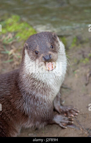 vertical photo of a calling female otter Stock Photo