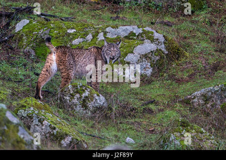 Iberian Lynx (Lynx pardinus) in its habitat. Stock Photo