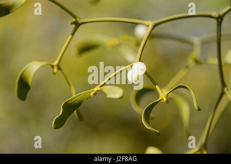 Fruiting Mistletoe, parasiting on Appletree Stock Photo