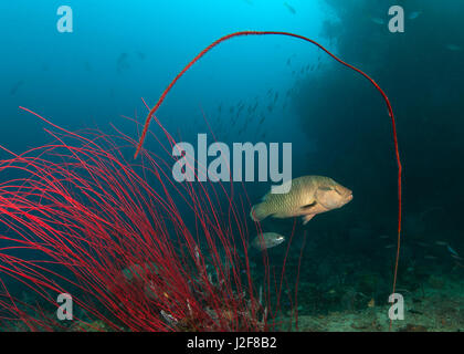 Young Napolean Wrasse framed by red whip corals. Raja Ampat, Indonesia. Stock Photo