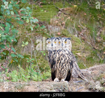 Juvenile Eurasian Eagle-Owls in their habitat Stock Photo