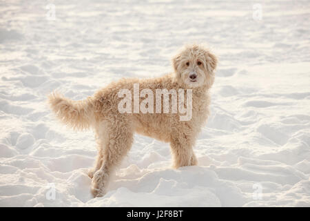 Australian Labradoodle in the snow Stock Photo