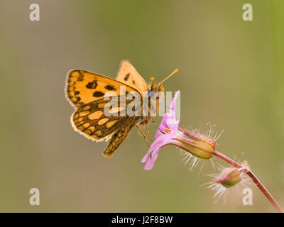 Northern Chequered Skipper foraging on Robert Herb Stock Photo