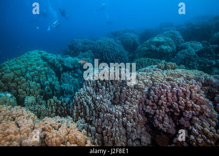 Scuba divers explore pristine colorful coral reefs in the Red Sea extending beyond the eye can see. Port Ghalib, Egypt. Stock Photo