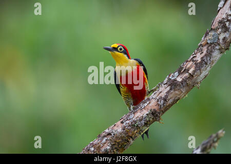 Yellow-fronted woodpecker (Melanerpes flavifrons) Stock Photo