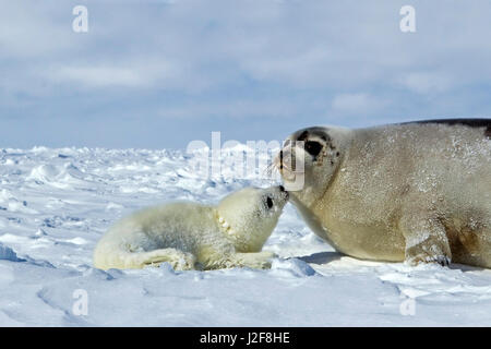 Harp Seal with Pup on Sea Ice Stock Photo