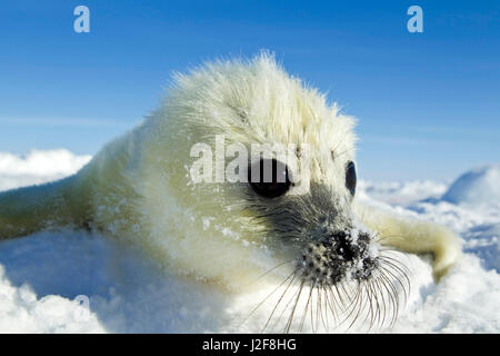 Harp Seal pup on Sea Ice Stock Photo