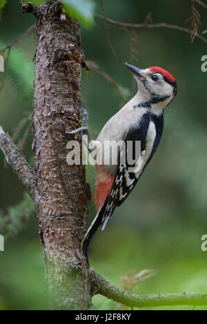 Juvenile Great Spotted Woodpecker (Dendrocopos major) Stock Photo