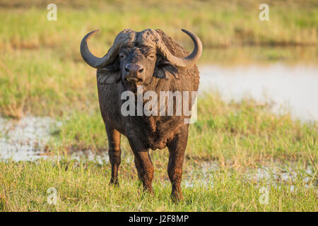 Cape Buffalo standing in long grass Stock Photo