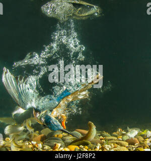 Kingfisher (Alcedo Atthis) catches a fish under water Stock Photo