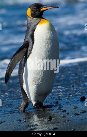 King Penguin comes ashore Stock Photo
