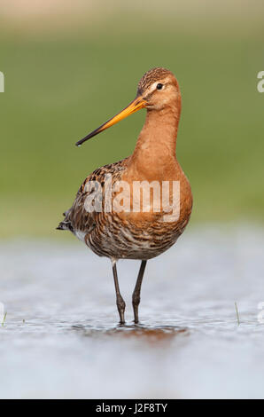 Portret of a Black-tailed godwit in water at farmers land Stock Photo