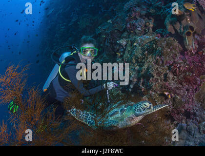 Female scuba diver gets a close up look at hawksbill turtle on resting in black coral tree on wall reef wall. Bunaken Island, Indonesia. Stock Photo