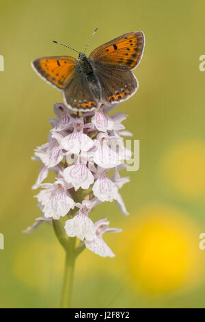 Purple-edged copper sitting on Heath spotted orchid Stock Photo