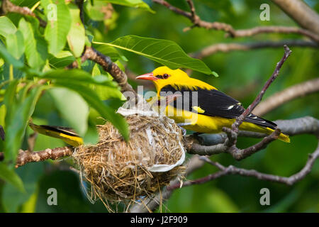 Male and Female Eurasian Golden Oriole near nest Stock Photo