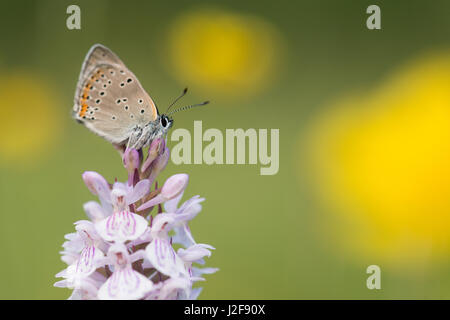 Purple-edged copper sitting on Heath spotted orchid Stock Photo
