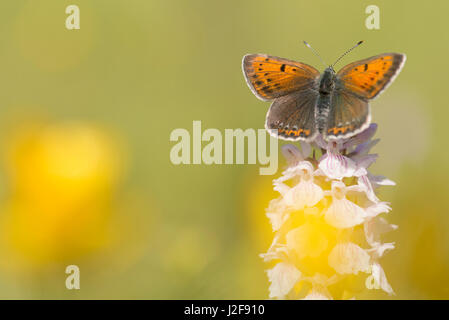 Purple-edged copper sitting on Heath spotted orchid Stock Photo