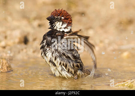 Bathing Male Spanish Sparrow Stock Photo