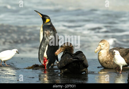 Wounded King Penguin attacked by Giant Petrels Stock Photo
