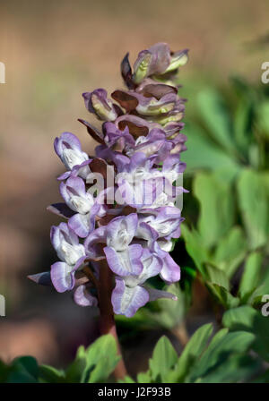 spring fumewort in the forest park of castle Hackfort in Gelderland Stock Photo