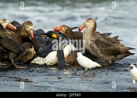 Wounded King Penguin attacked by Giant Petrels Stock Photo