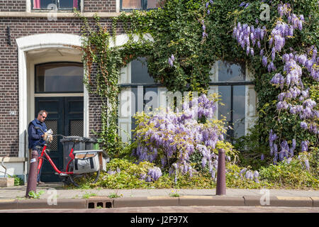 Wisteria on a facade in the inner city of Deventer Stock Photo