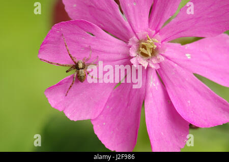 Philodromus aureolus on a flower of the Red campion Stock Photo