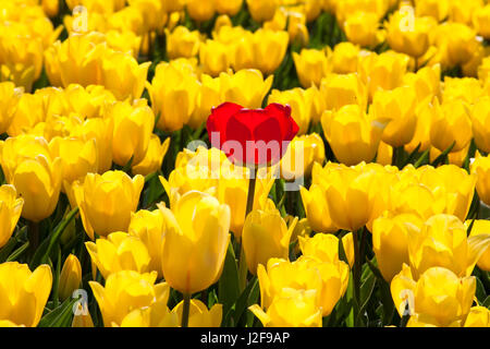 field of tulips in the Northeast polder part of Flevoland as a field crop for cultivation with a bulb of a different colour which has to be removed Stock Photo
