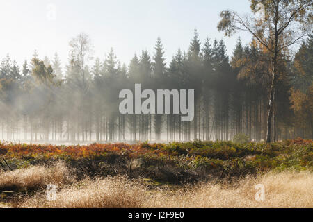 rays in the fog on a clearing in the woods with ferns in autumn color Stock Photo