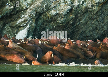 Walrus on the Beach Stock Photo