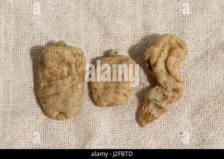 Traditional Chinese medicine Gastrodia elata Stock Photo