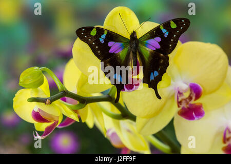 Purple spotted Swallowtail butterfly, Graphium weskit Stock Photo