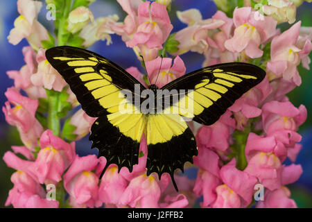 Androgeus Swallowtail, Queen Page or Queen Swallowtail Butterfly, Papilio Androgeus Stock Photo