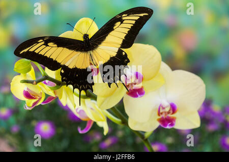 Androgeus Swallowtail, Queen Page or Queen Swallowtail Butterfly, Papilio Androgeus Stock Photo