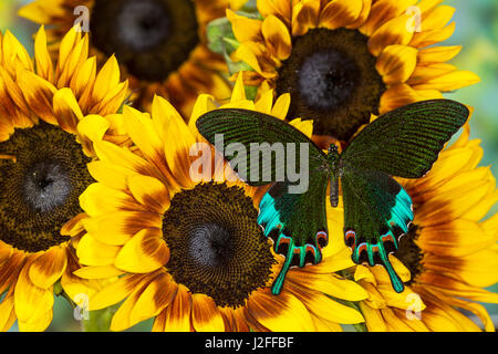 Luzon Peacock Swallowtail Butterfly from Philippines, Papilio hermeli ...