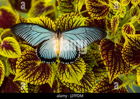 African Giant Blue Swallowtail Butterfly, Papilio zalmoxis Stock Photo