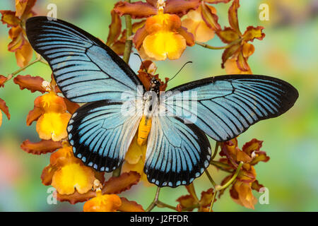 African Giant Blue Swallowtail Butterfly, Papilio zalmoxis Stock Photo