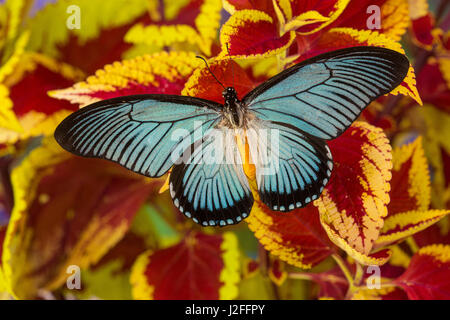 African Giant Blue Swallowtail Butterfly, Papilio zalmoxis Stock Photo