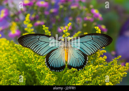 African Giant Blue Swallowtail Butterfly, Papilio zalmoxis Stock Photo