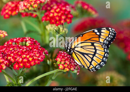 Viceroy Butterfly that mimics the Monarch Butterfly Stock Photo