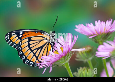 Viceroy Butterfly that mimics the Monarch Butterfly Stock Photo