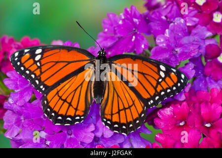 Viceroy Butterfly that mimics the Monarch Butterfly Stock Photo