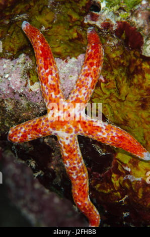 Multipore Sea Star (Linckia multifora) on coral reef, Fiji. Stock Photo