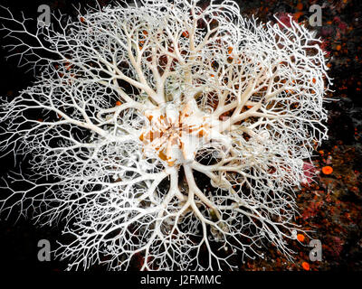Basket Star photographed down at 80ft in southern British Columbia Stock Photo