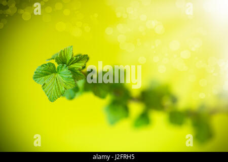 A branch of black currant with young leaves on a green background Stock Photo